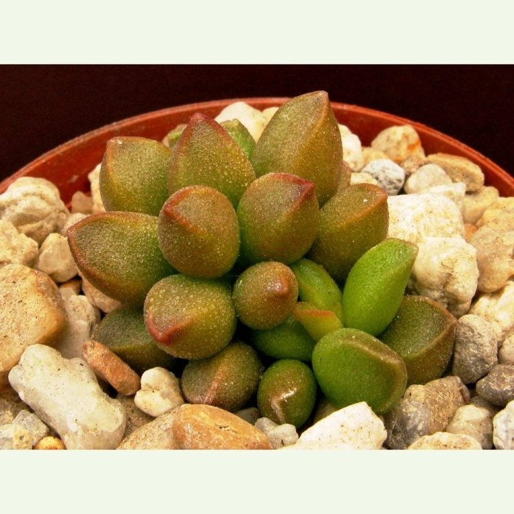 Adromischus marianiae "tangua", Karinghelkplaas