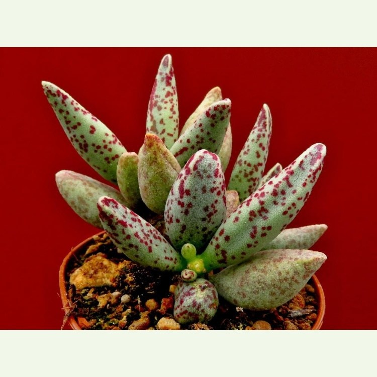 Adromischus marianiae PVB 9952, Boegoeberg