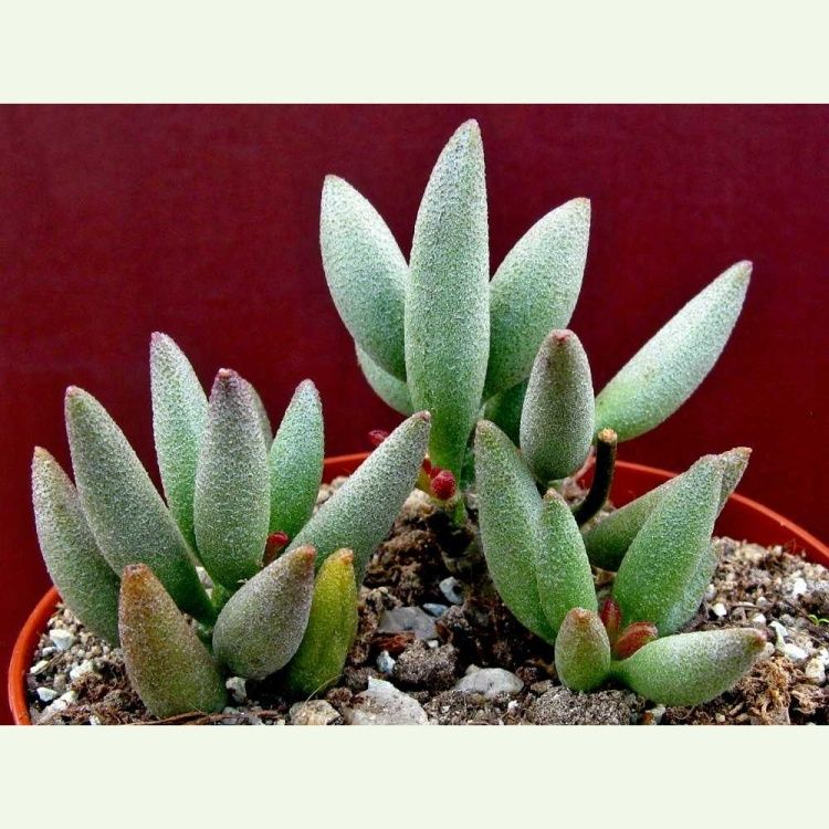 Adromischus marianiae SB 1388, Jakkalskopie