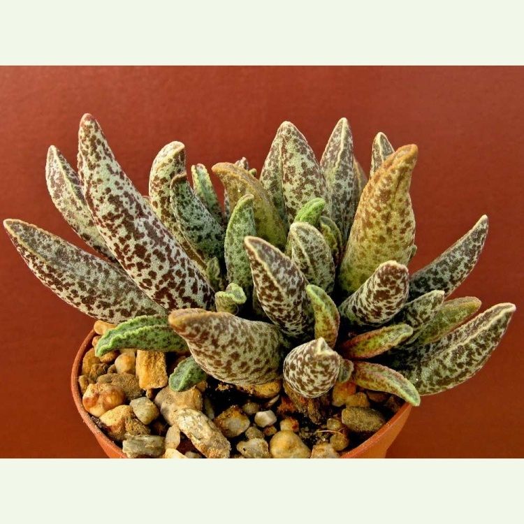 Adromischus marianiae, pôvod Tomandl