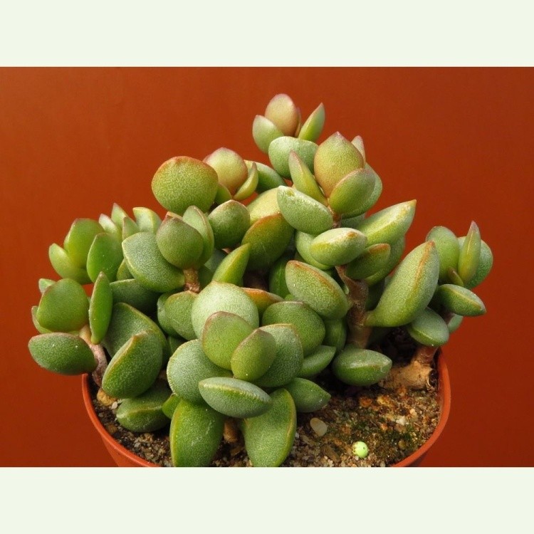 Adromischus montium-klinghardtii, Roy