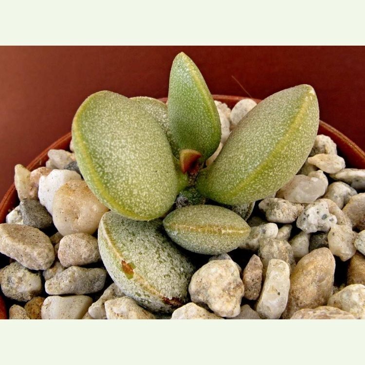 Adromischus montium-klinghardtii, Lavranos 26307