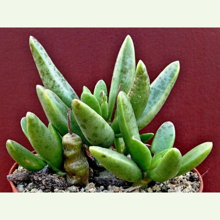 Adromischus schuldtianus PVB 2838, Brandberg, Orabeskop, Namibia