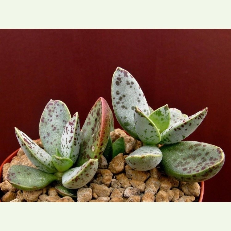 Adromischus schuldtianus, Landsberg, Tirasbose