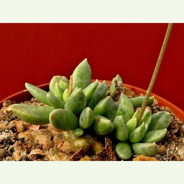 Adromischus schuldtianus, 5 km N of Aus on Grainet Hill, Namibia