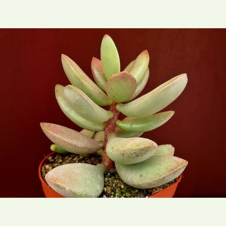 Adromischus sp. hybrid