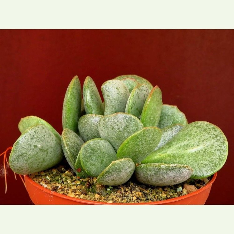 Adromischus sp. SL305, Prince Albert