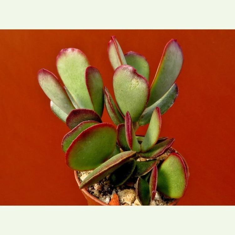 Adromischus sphenophyllus DMC408A