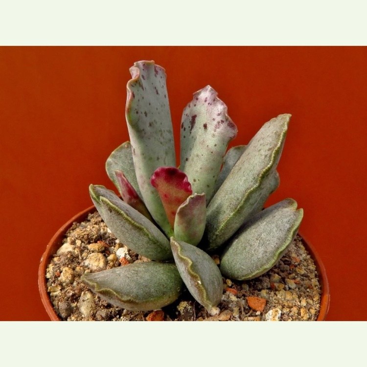 Adromischus sphenophyllus, Oukop, 2 km SZ Cradock