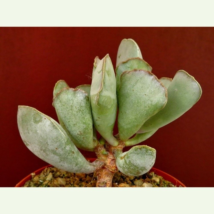 Adromischus triflorus SM 1909, Verlegezen