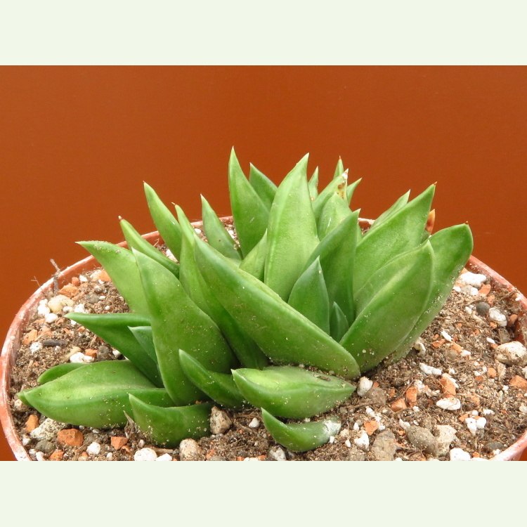Haworthia (Haworthiopsis) starkiana