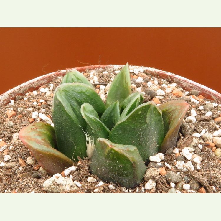 Haworthia truncata X hybrid