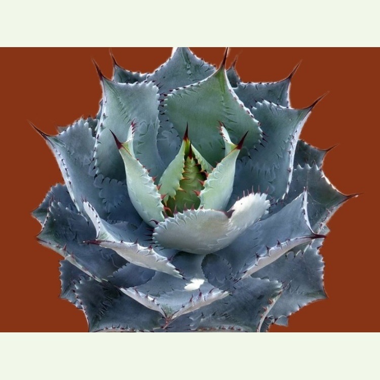 Agave guadalarajana