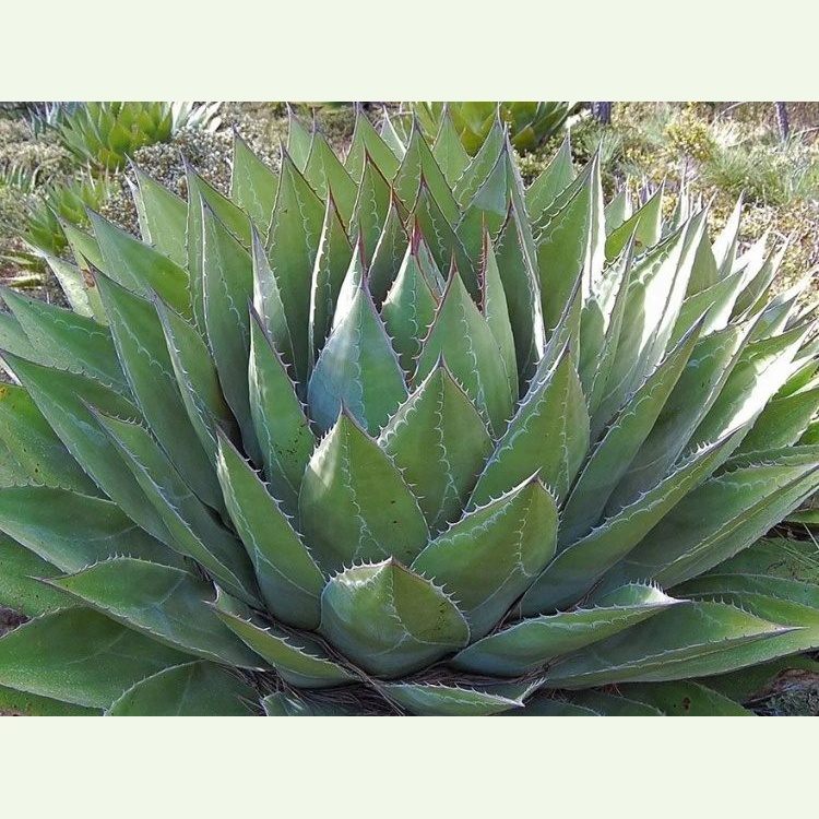 Agave montana