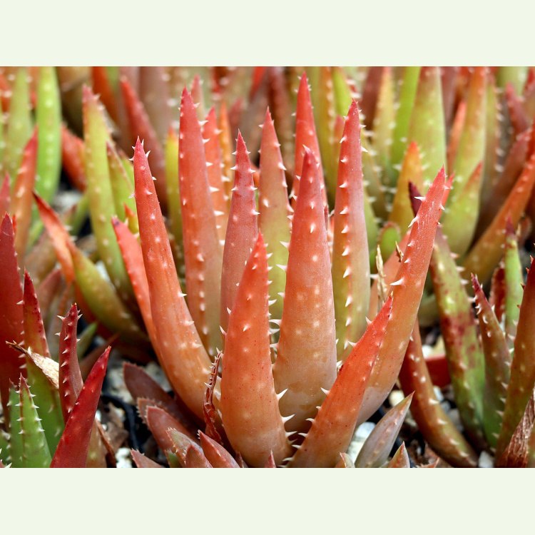 Aloe cv. Crosbys Prolific