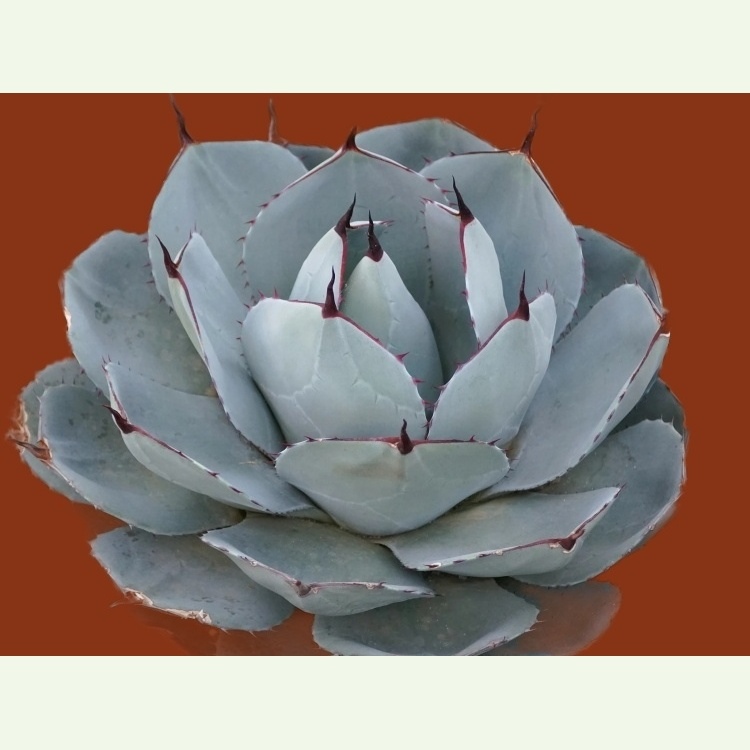 Agave parryi v. truncata