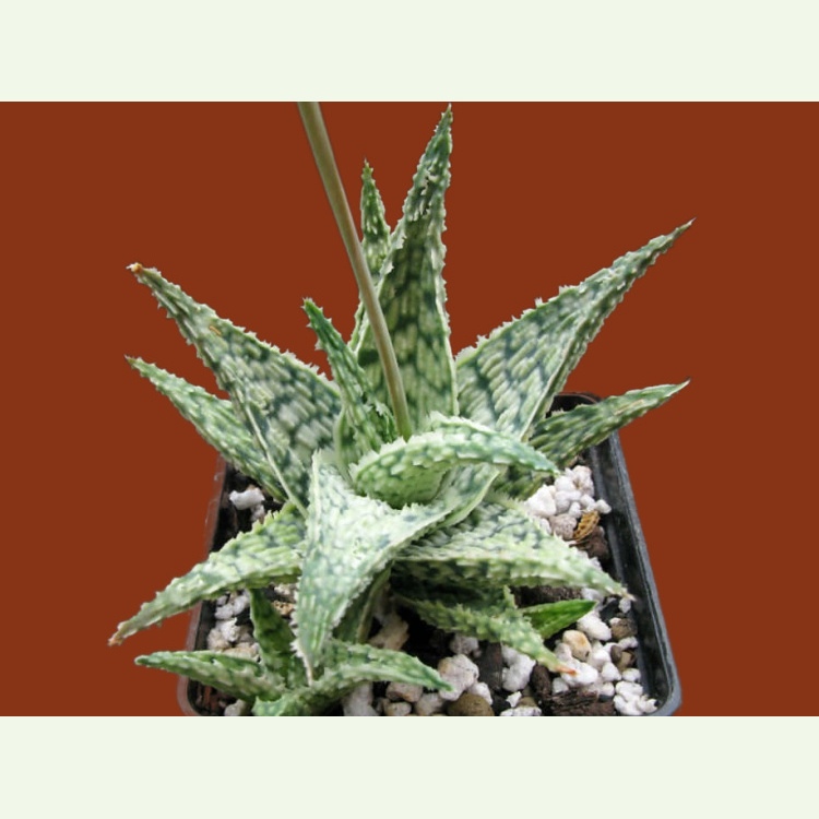 Aloe cv. Doran Black