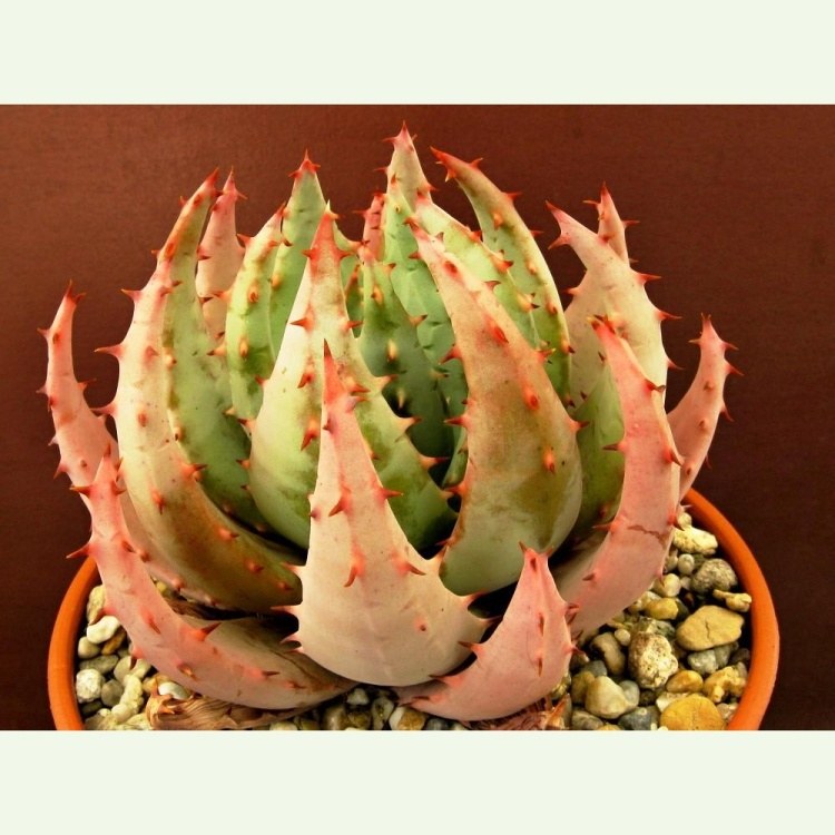 Aloe peglerae