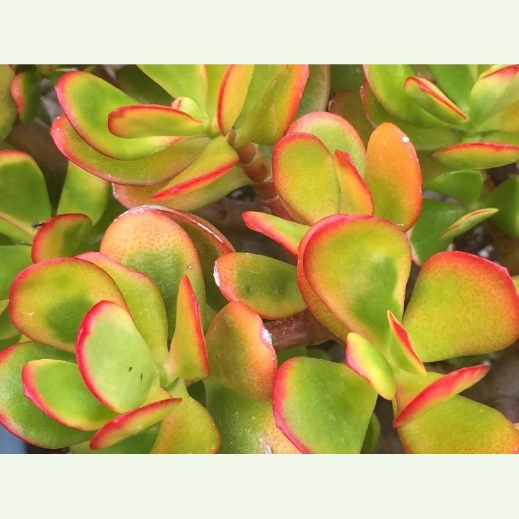 Crassula ovata minima f. variegata