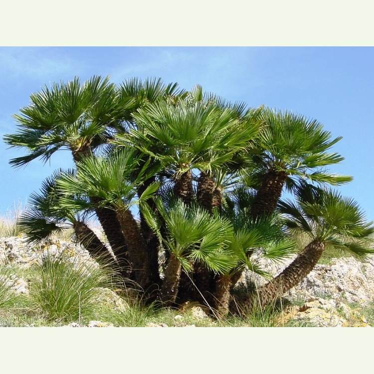 Chamaerops humilis