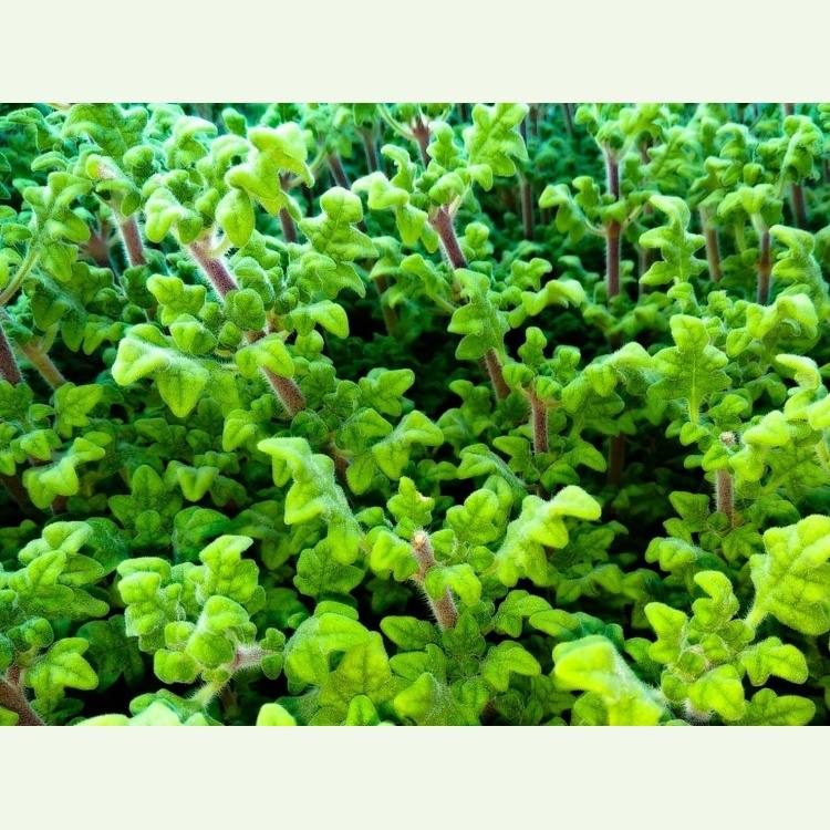 Iboza species - migrénovník