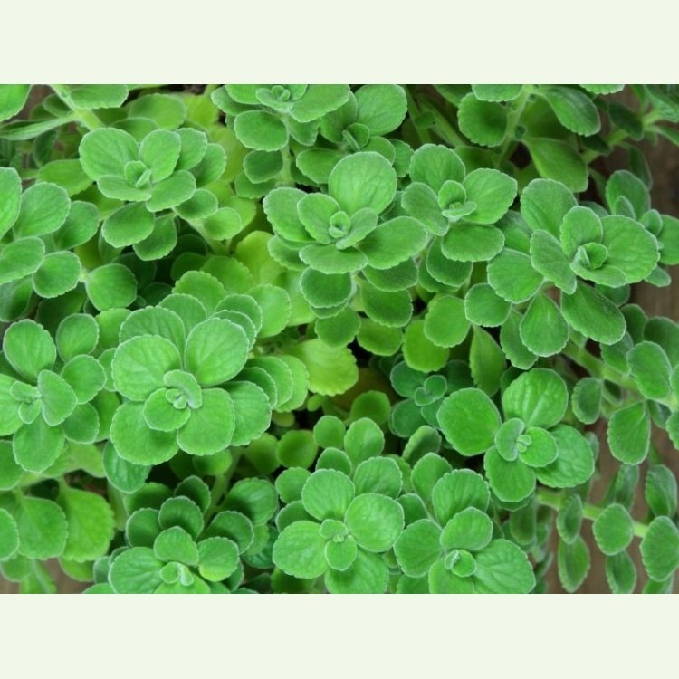 Plectranthus monthanus - nádchovník