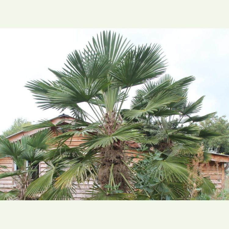 Trachycarpus wagnerianus