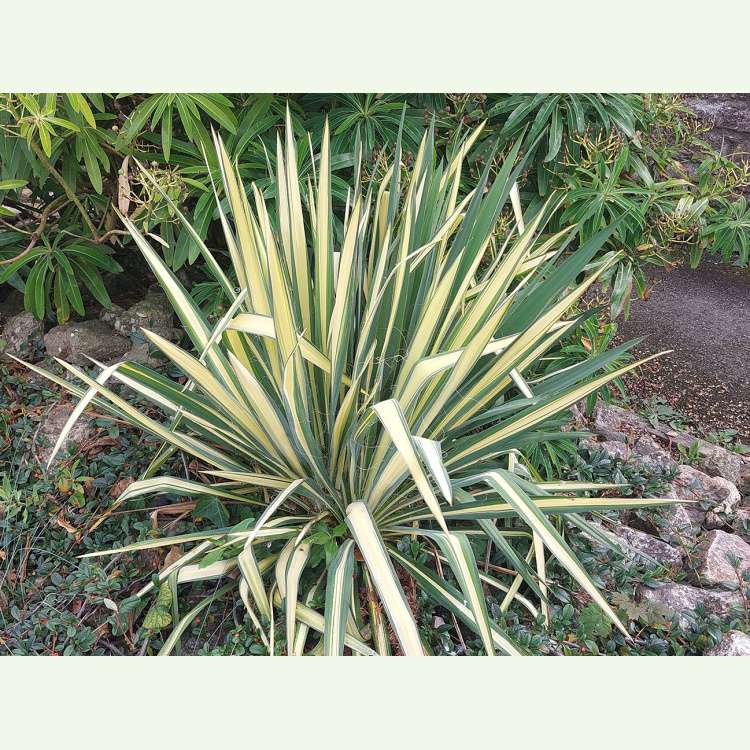 Yucca filamentosa "Bright Edge"