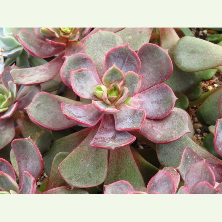 Echeveria agavoides cv. Mont