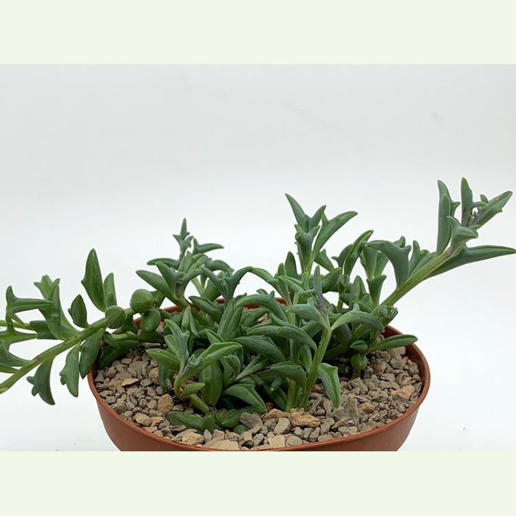 Senecio x peregrinus
