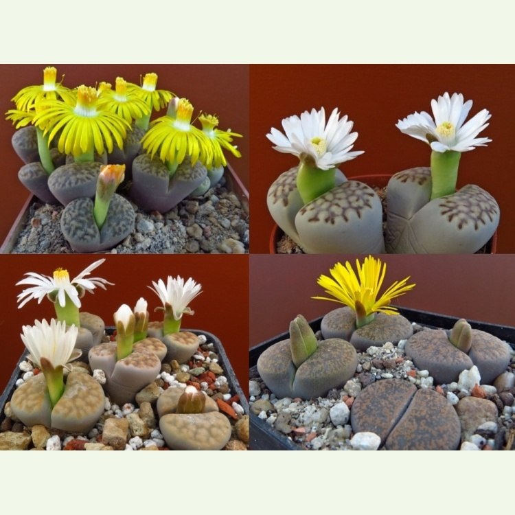 Ukážka rozmanitosti živých kameňov