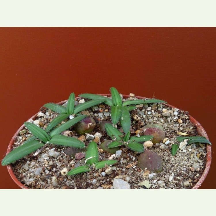 Drimia haworthioides