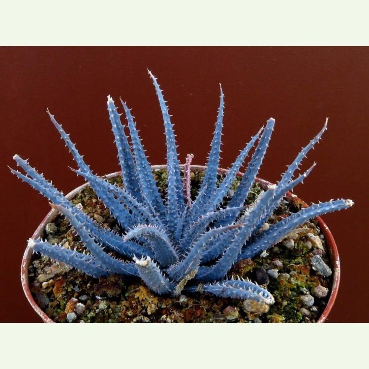 Aloe parvula
