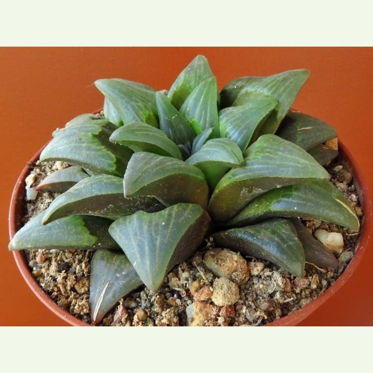 Haworthia retusa v. nigra „quimutica“ MBB6650