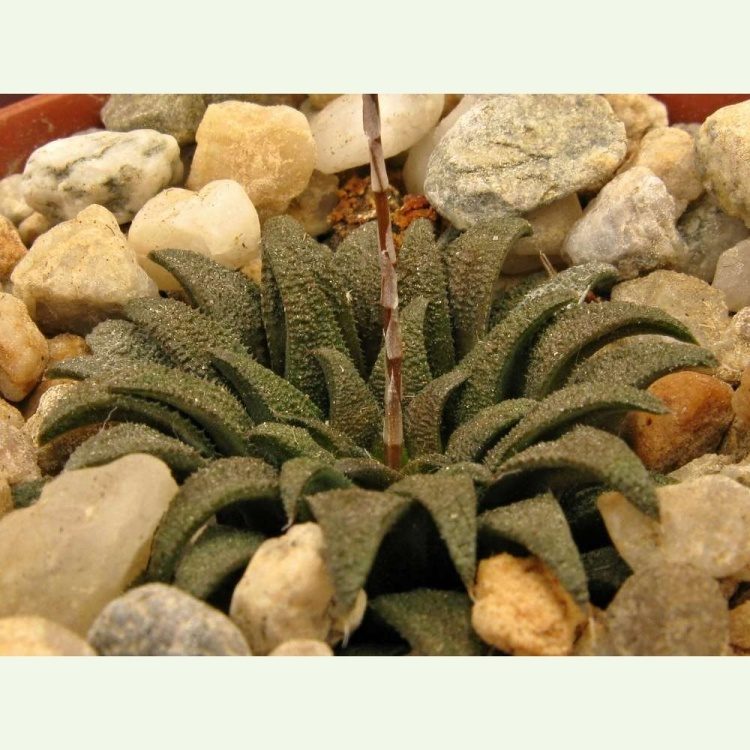 Haworthia parksiana, Little Brak River