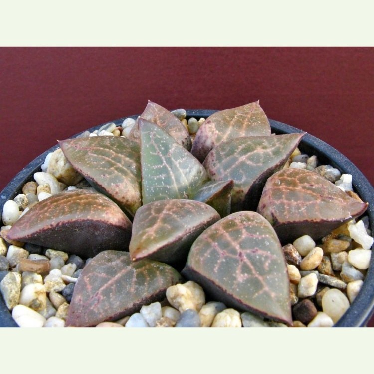 Haworthia comptoniana