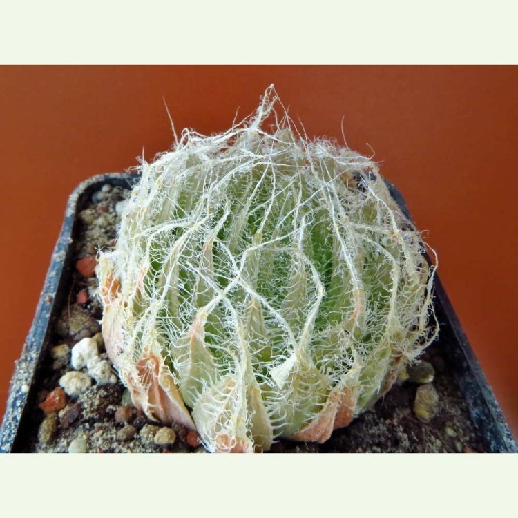 Haworthia bolusii JDV 87-176, Graaff Reinet