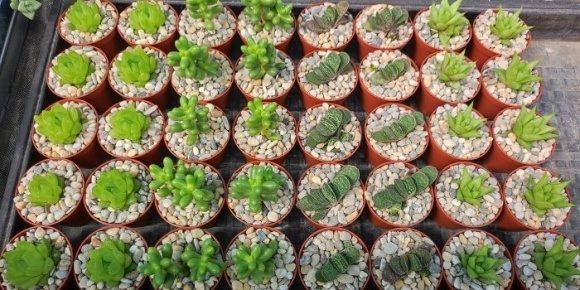 Aj takto môže vyzerať kolekcia sukulentov na svadbu, kamienky možu byť nahradené napr. antukou, zeolitom liapotom, či pemzou...podľa Vášho priania