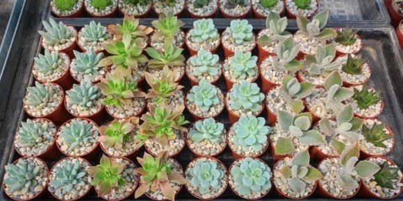 Kolekcia mini sukulentov zasadená v kvetináči priemeru 7 cm, povrch je zasypaný premývanými kamienkami