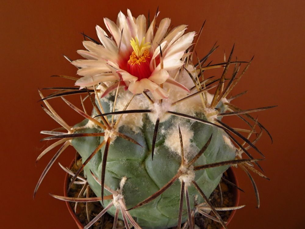 Coryphantha poselgeriana v. valida
