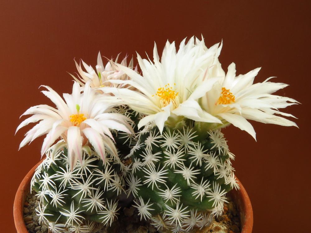 Escobaria abdita VZD 1313