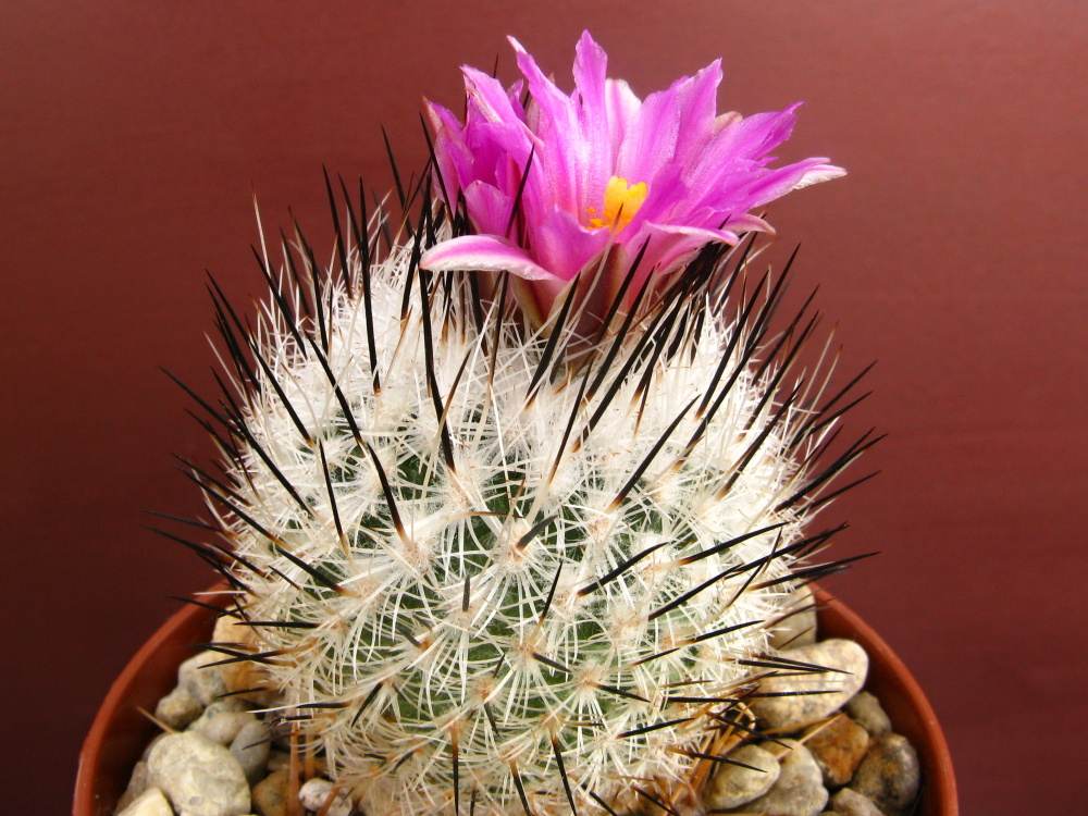 Gymnocactus boleanus VN 330k, Santa Clara