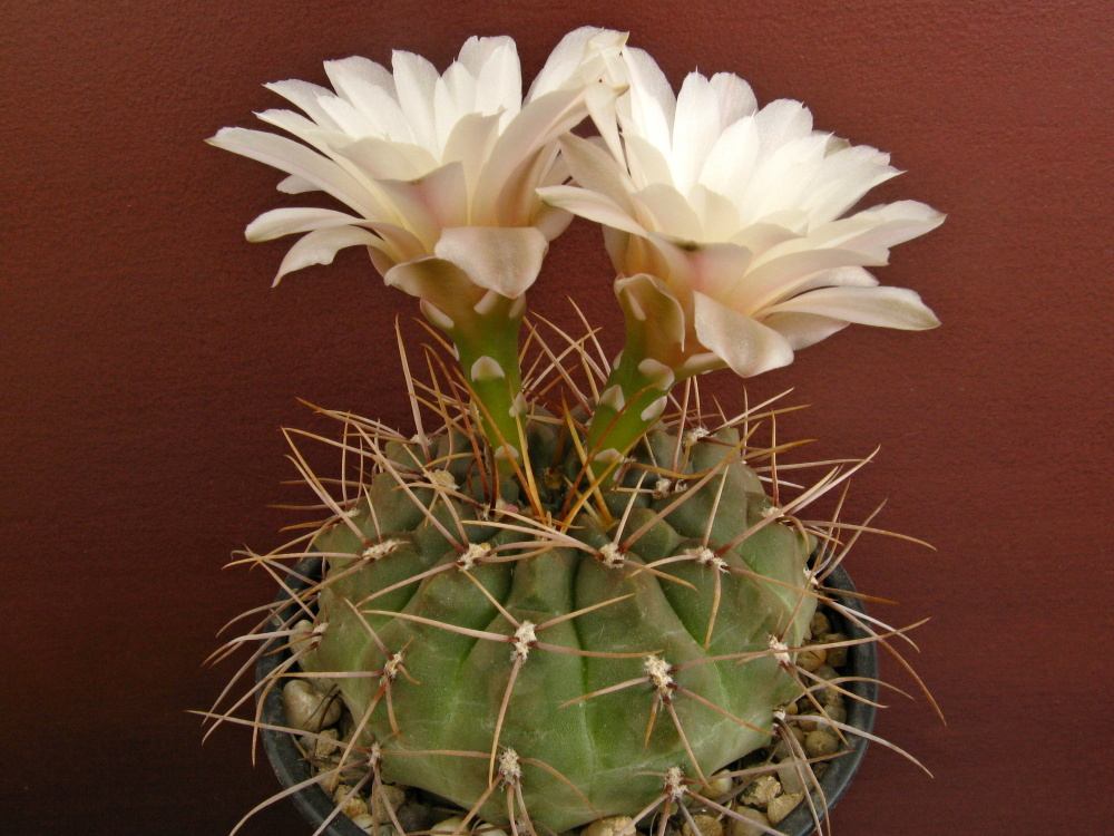 Gymnocalycium gibbosum
