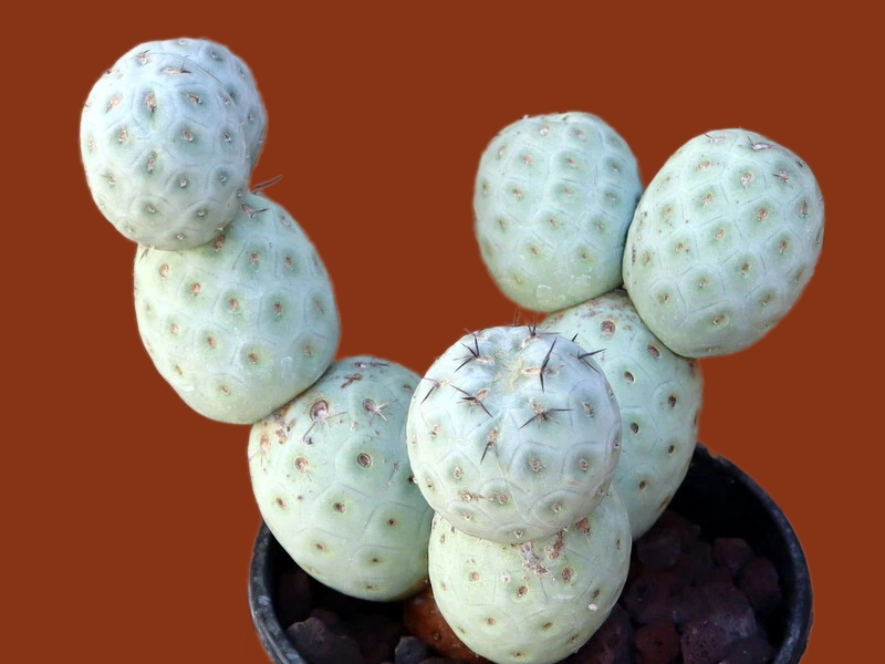 Tephrocactus geometricus