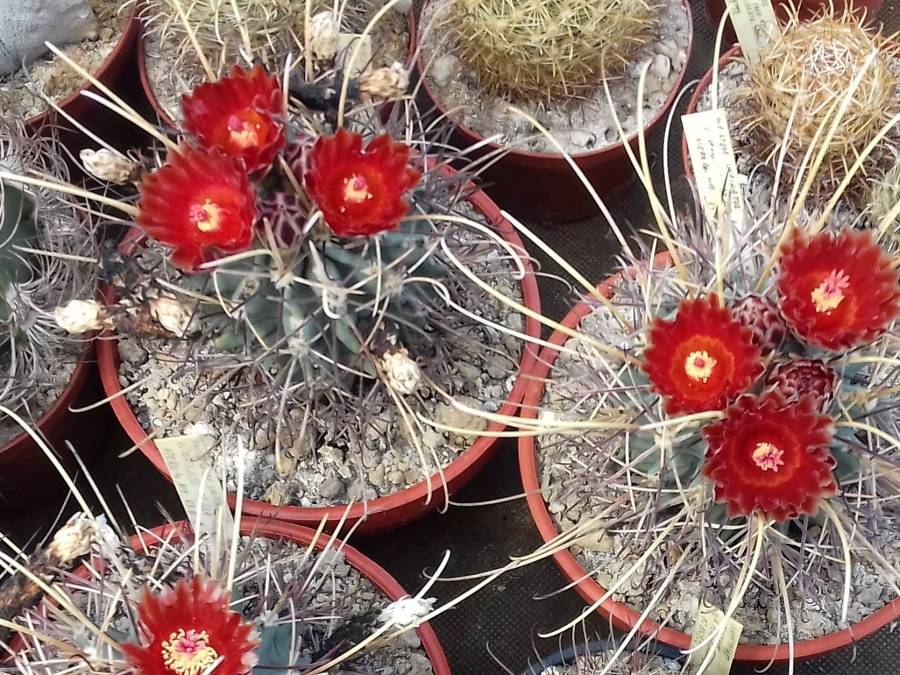 Ancistrocactus uncinatus var. wrightii SB341