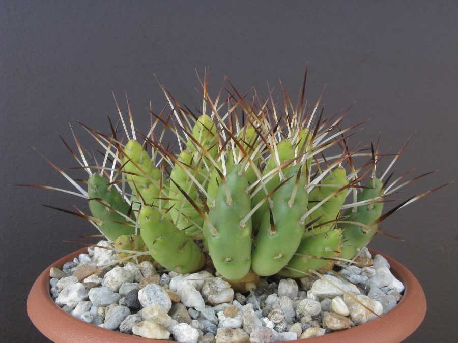 Maihueniopsis glomerata