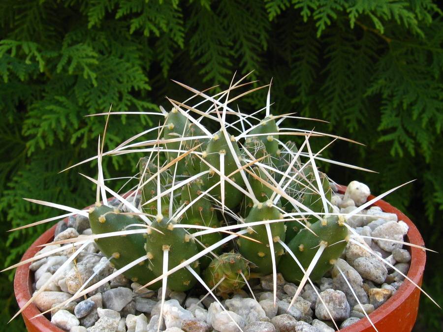Maihueniopsis glomerata