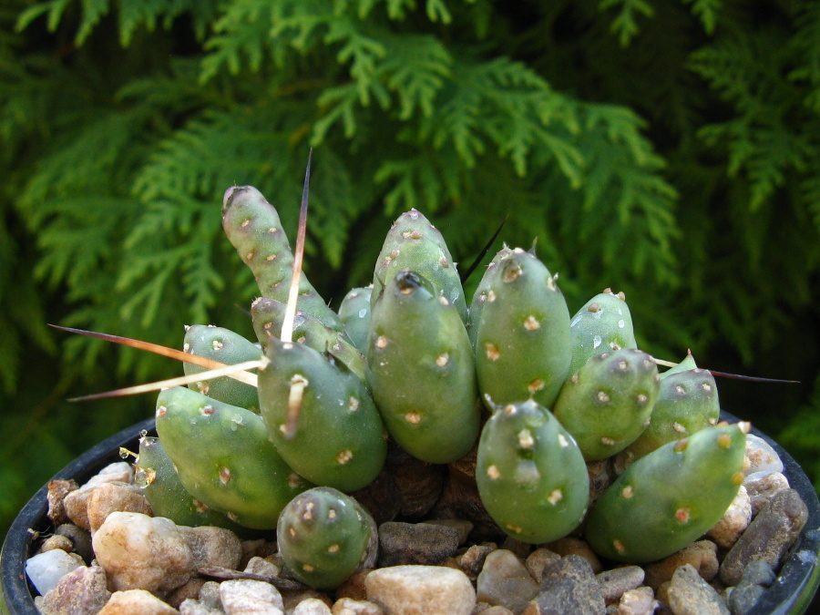 Maihueniopsis minuta ZJ2144