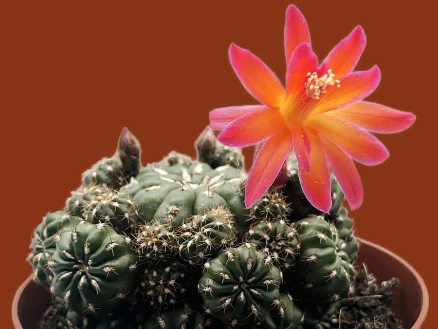 Matucana polzii