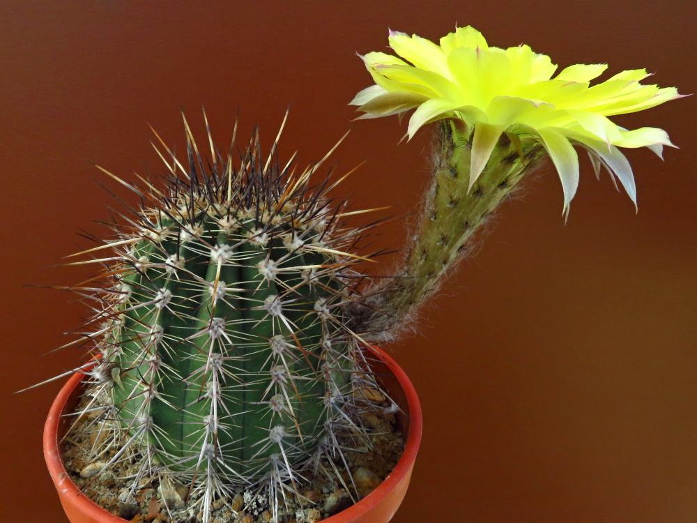 Lobivia aurea v. calochrysea P 61
